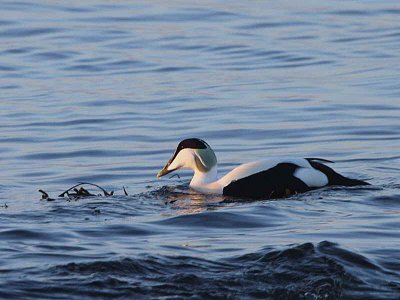 Eider Duck, Largo Bay, Fife