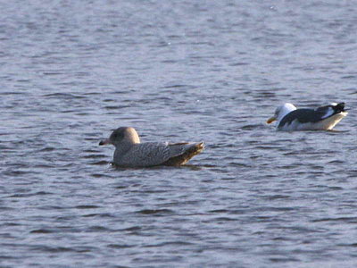 Glaucous Gull, Strathclyde Loch, Clyde