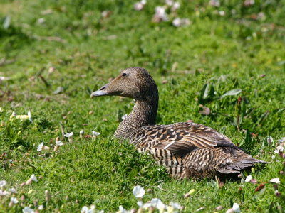 Common Eider, Isle of May, Fife