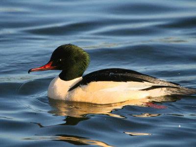 Goosander male, Hogganfield Loch, Glasgow