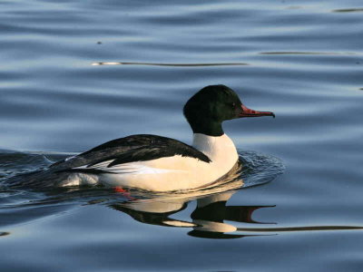 Goosander male, Hogganfield Loch, Glasgow