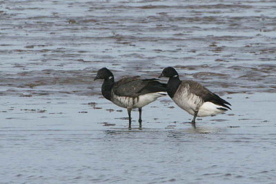 Pale-bellied Brent Geese, Aberlady Bay, Lothian