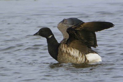 Pale-bellied Brent Goose, Aberlady Bay, Lothian