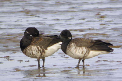 Pale-bellied Brent Geese, Aberlady Bay, Lothian