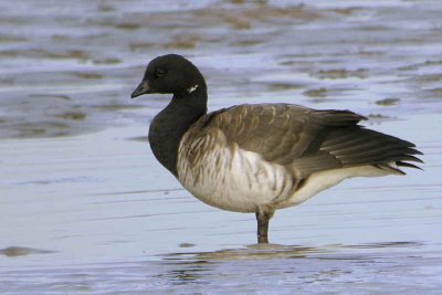 Pale-bellied Brent Goose, Aberlady Bay, Lothian