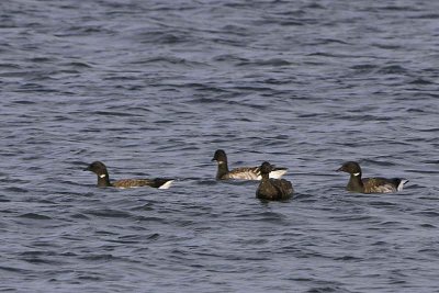 Pale-bellied Brent Geese, Maidens, Ayrshire