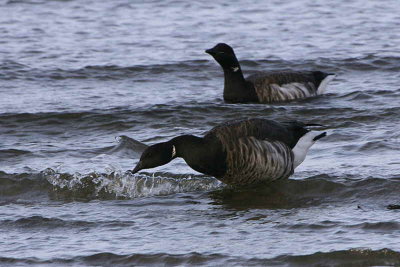 Pale-bellied Brent Geese, Maidens, Ayrshire