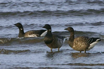 Pale-bellied Brent Geese, Maidens, Ayrshire