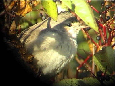 Barred Warbler, Skateraw, Lothian