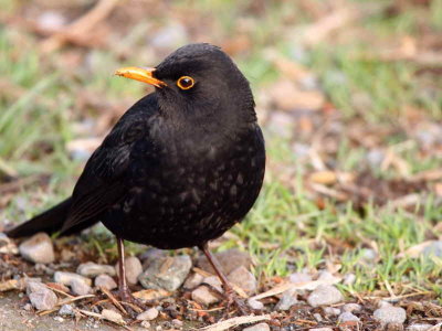 Blackbird female, Mugdock CP, Clyde