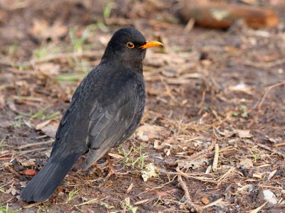 Blackbird female, Mugdock CP, Clyde