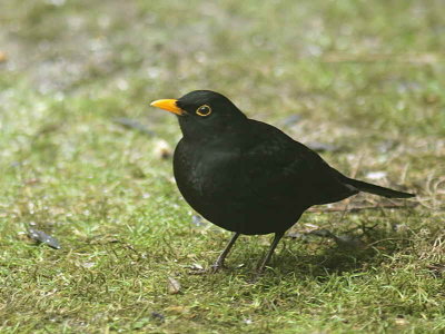 Blackbird male, Rothesay, Bute