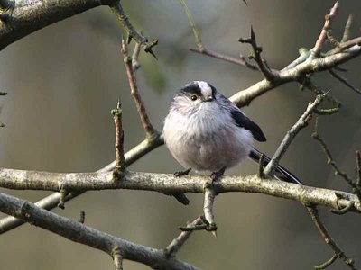 Long-tailed Tit, Mugdock CP, Clyde