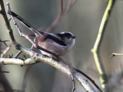 Long-tailed Tit, Mugdock CP, Clyde