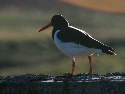 Oystercatcher, Amulree, Perthshire