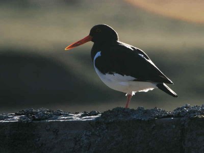 Oystercatcher, Amulree, Perthshire