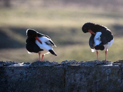 Oystercatchers, Amulree, Perthshire