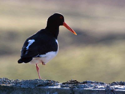 Oystercatcher, Amulree, Perthshire