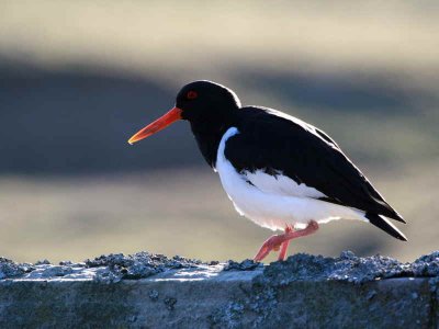 Oystercatcher, Amulree, Perthshire