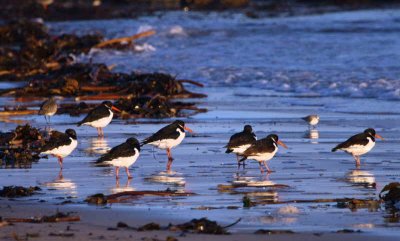 Oystercatchers, Balcomie, Fife