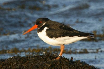 Oystercatcher, Balcomie, Fife