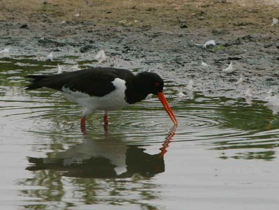 Oystercatcher, Caerlaverock, Dumfries & Galloway
