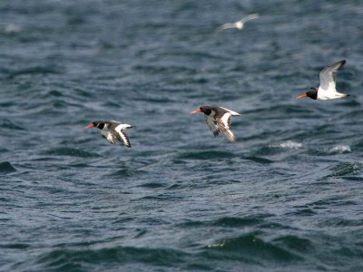 Oystercatchers, Fife Ness, Fife
