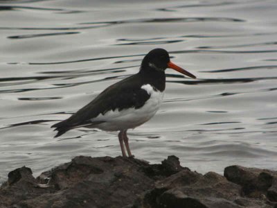 Oystercatcher, Fife Ness, Fife