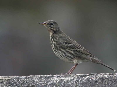 Rock Pipit, Maidens Harbour, Ayrshire