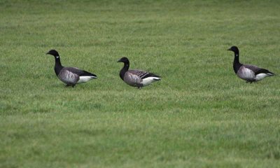 Pale-bellied Brent Geese, Maidens, Ayrshire