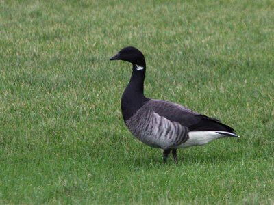 Pale-bellied Brent Goose, Maidens, Ayrshire