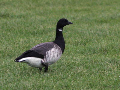 Pale-bellied Brent Goose, Maidens, Ayrshire