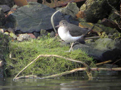 Spotted Sandpiper, River Avon, Grangemouth