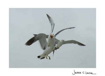 gulls feeding, Japan