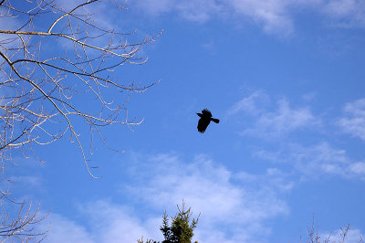 Crow
