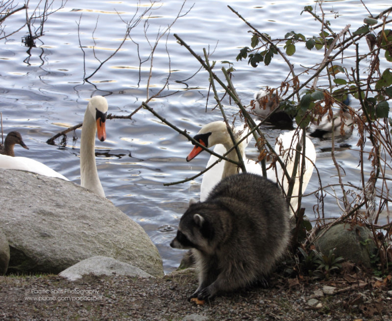 Lost Lagoon neighbours