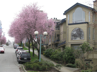 Spruce Street, Vancouver