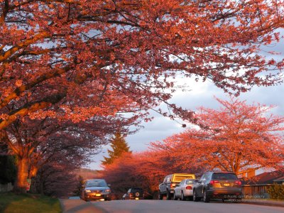 Vancouver spring