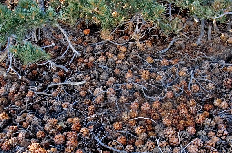 Pinon Pine cones.