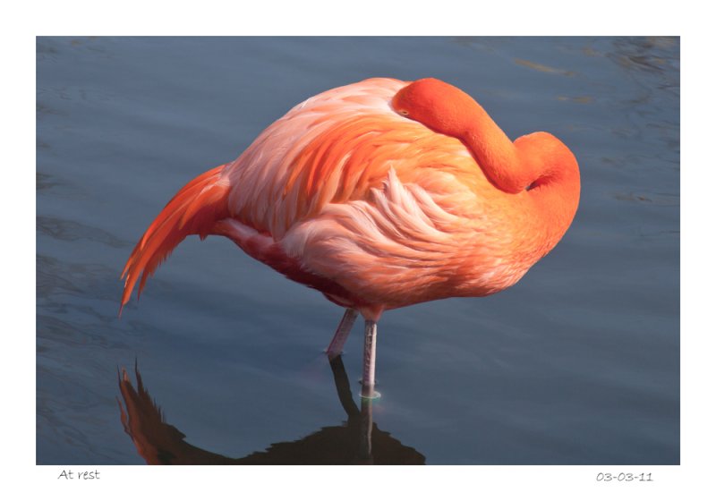 Flamingo,  at Rest