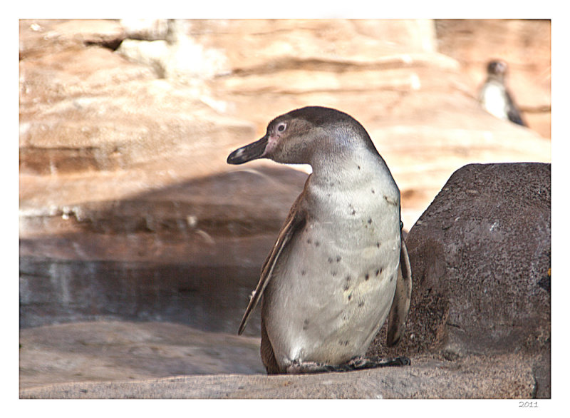 Penguin