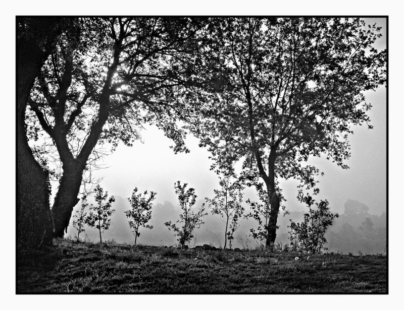 Morning Fog