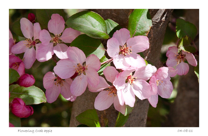 Flowering Crab apple