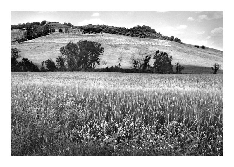 Wheat field