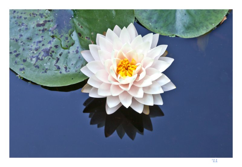 Lotus Flower