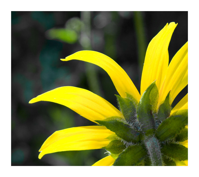Wild Sunflower