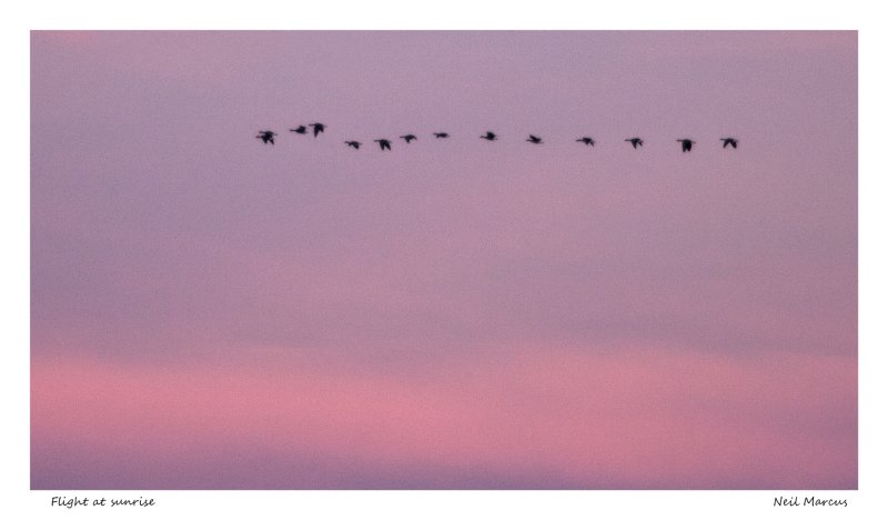 Flight at sunrise