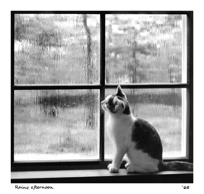Rainy afternoon