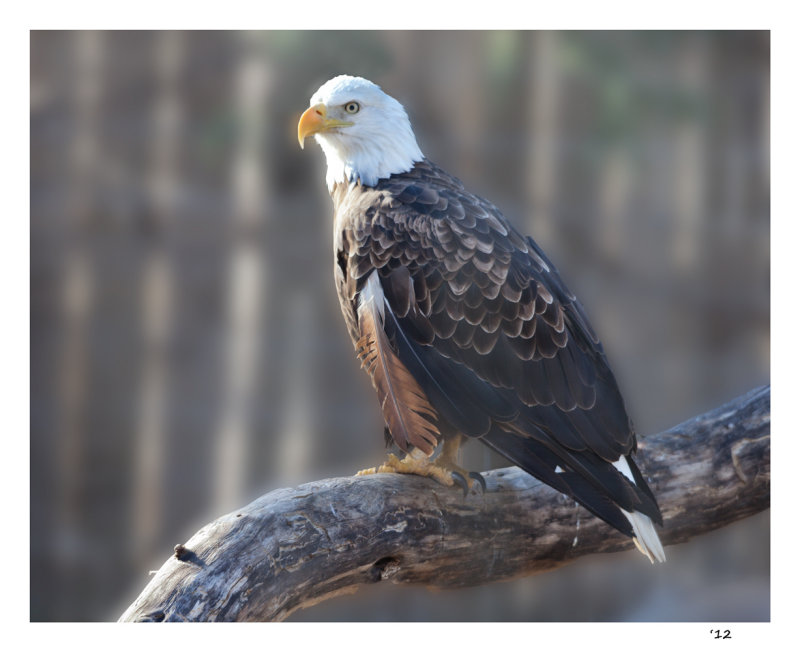 Caged Eagle