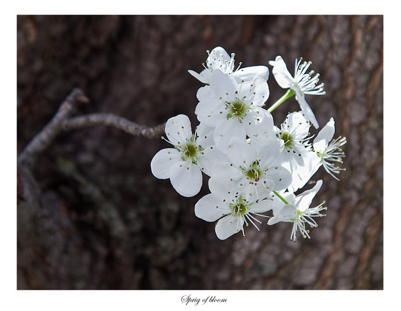 Sprig of bloom